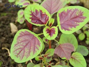 Can I eat amaranth after eyelid surgery? Answer from the doctor